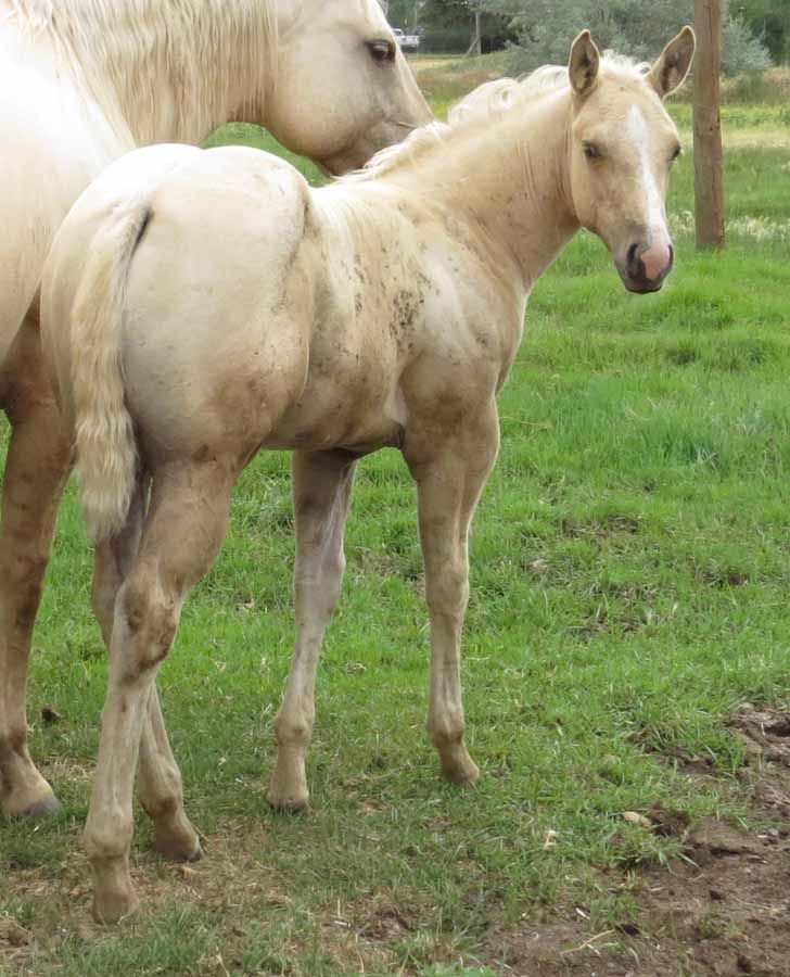 Two light-colored horses standing in a grassy field, one facing the camera.