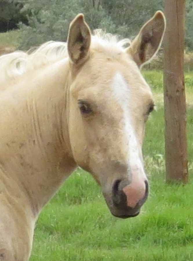 Cream-colored horse with a light mane standing in a grassy field, looking toward the camera.