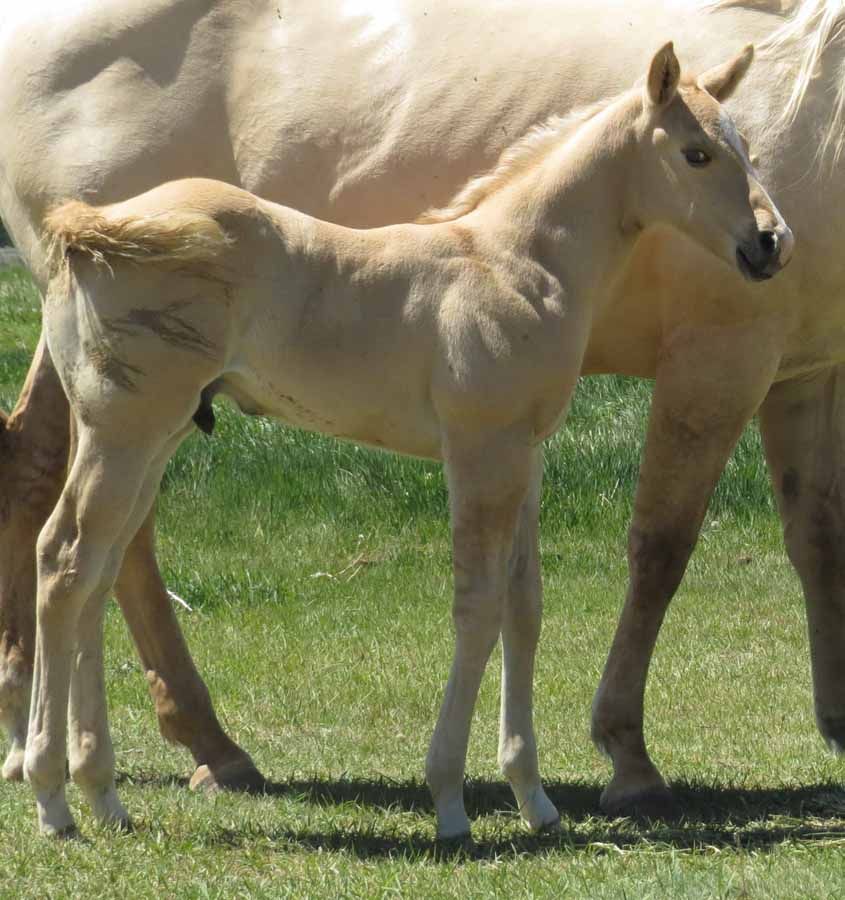 Two cream-colored foals standing on green grass beside an adult horse