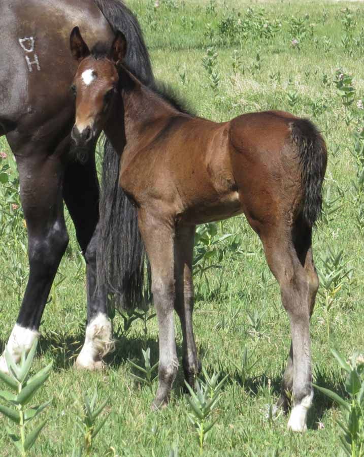 Brown foal standing beside a larger black horse in a grassy field
