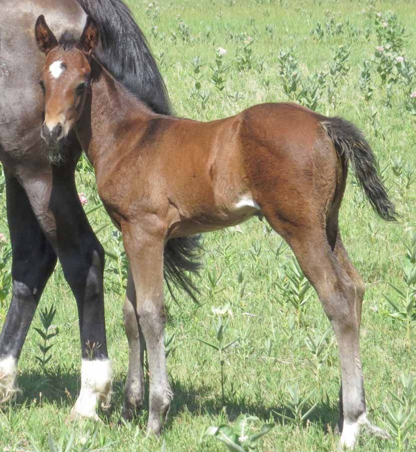 Brown foal standing in a grassy field beside an adult horse