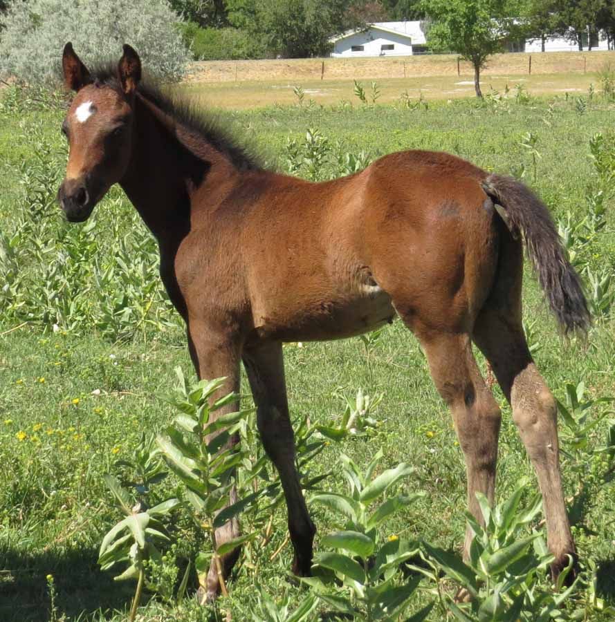 Young brown foal standing in a grassy field with trees and a house in the background