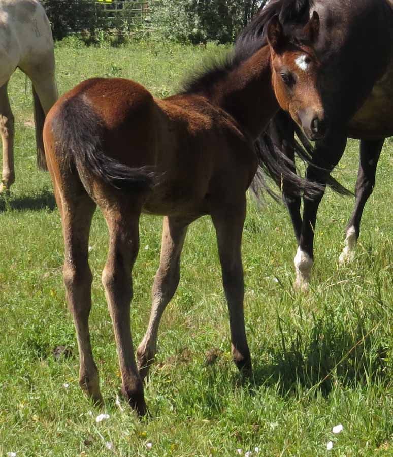 Brown foal standing in grass with an adult horse nearby
