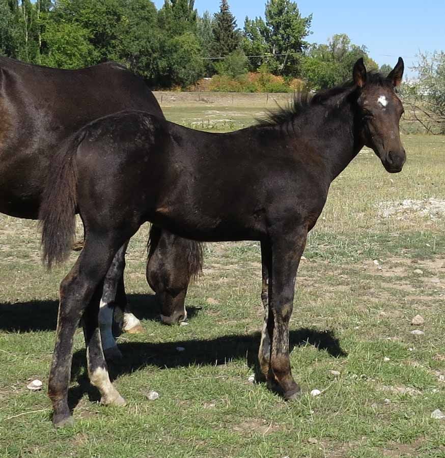 Black foal standing on grass beside an adult horse in a sunny field