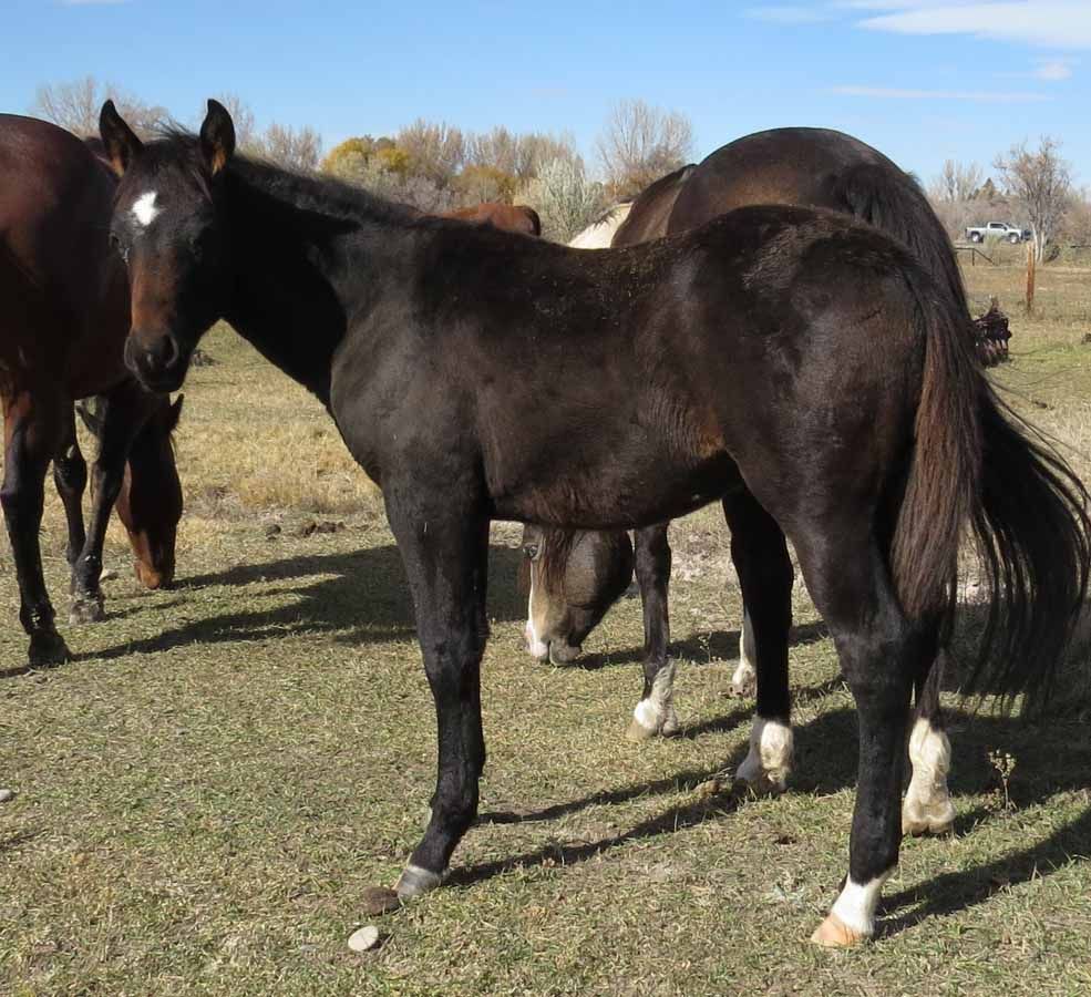 Two black horses standing in a grassy field, one facing the camera and one seen from the side