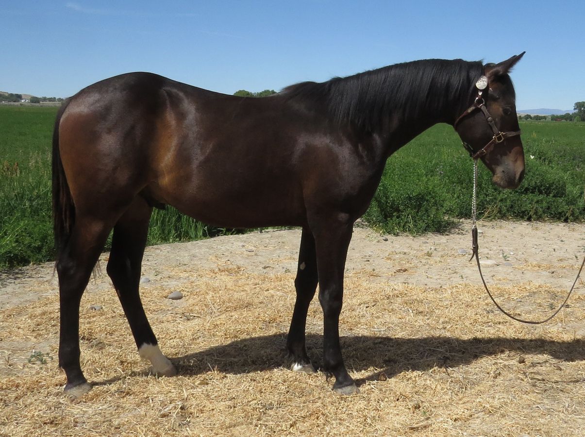 Dark brown horse standing on gravel in a field, wearing a halter and lead rope.