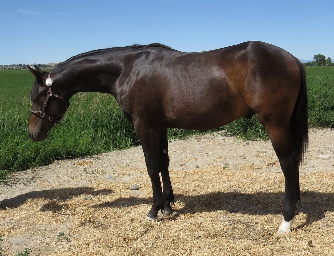 Dark brown horse standing on a gravel path beside a green field under a clear sky