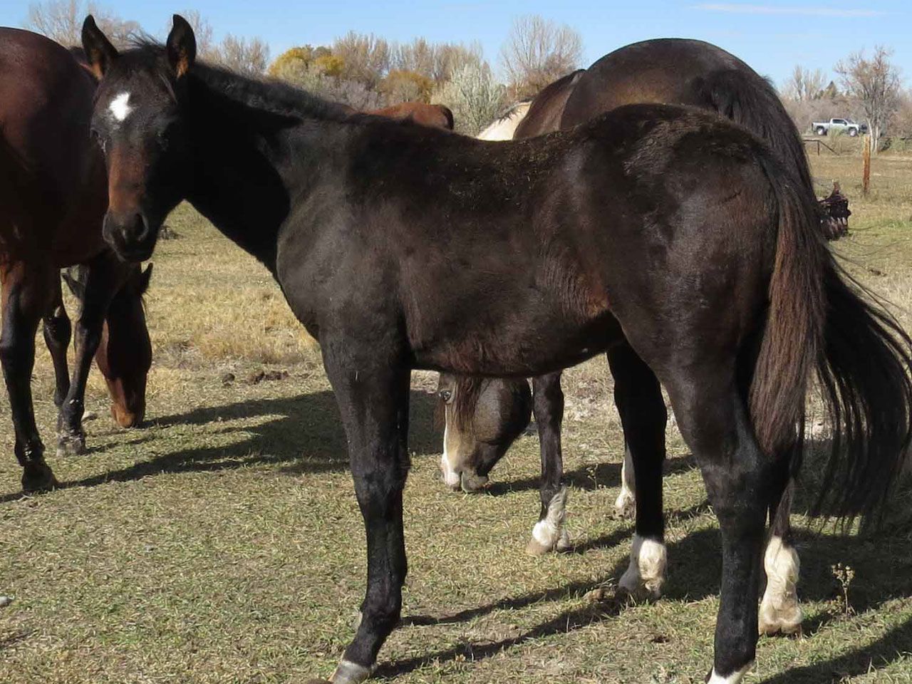 ranch-riding-prospects-for-sale