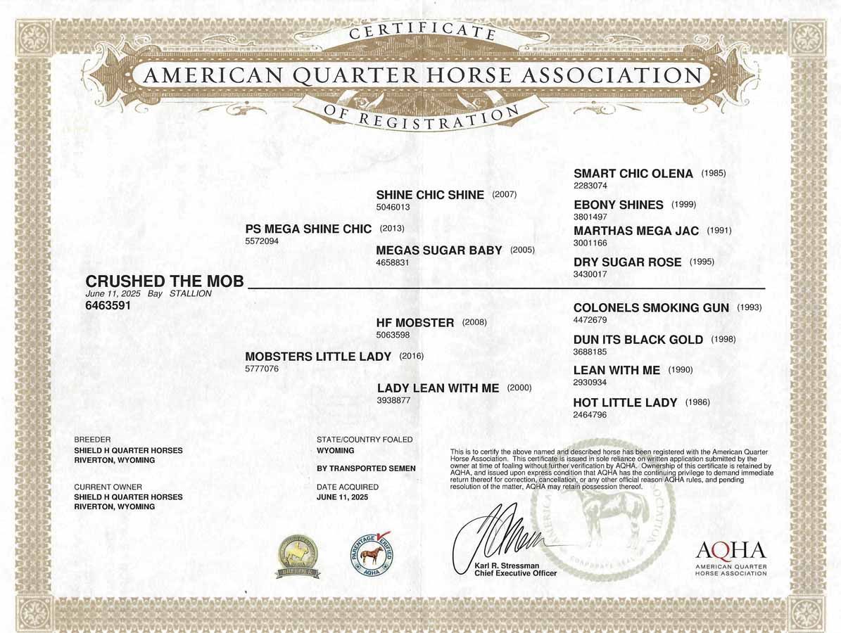 American Quarter Horse Association certificate with cream border and black text on white paper