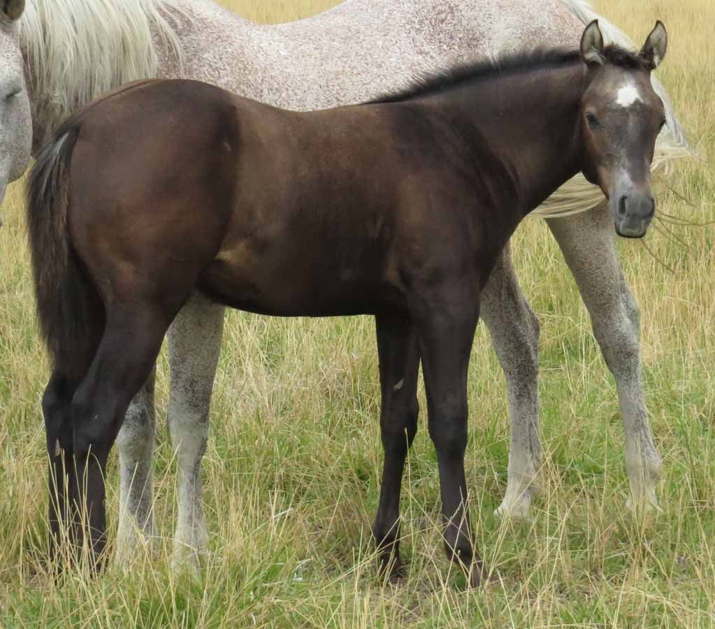 Dark brown horse standing in grass beside a light gray horse's legs