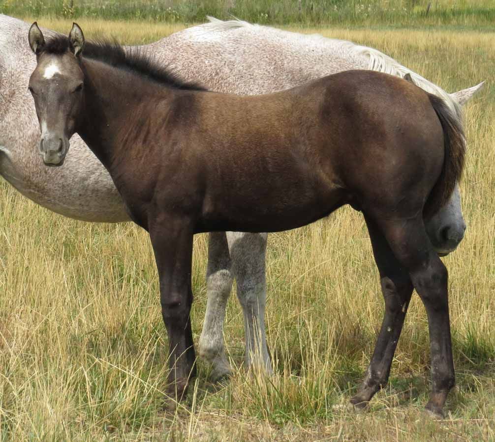 Two horses standing in tall grass, one brown and one light gray