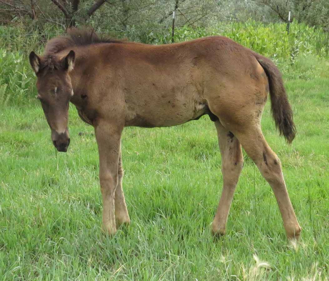 Brown foal standing in a grassy field, looking down