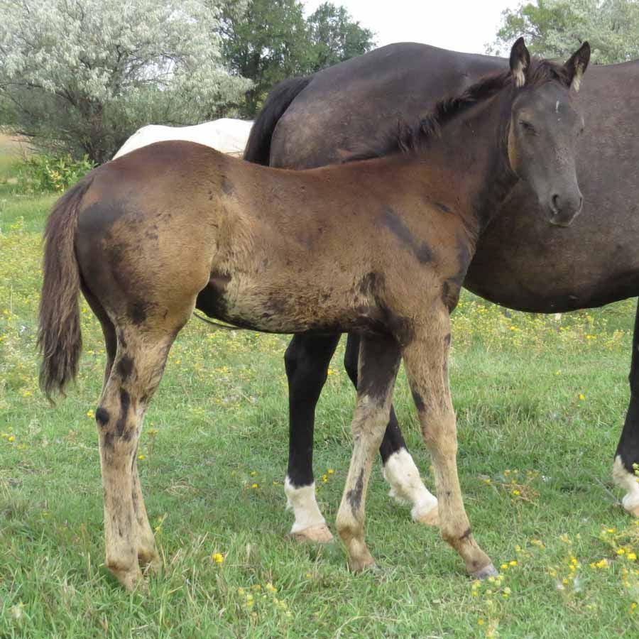 Two horses standing in a grassy field, one brown foal beside a larger dark horse.