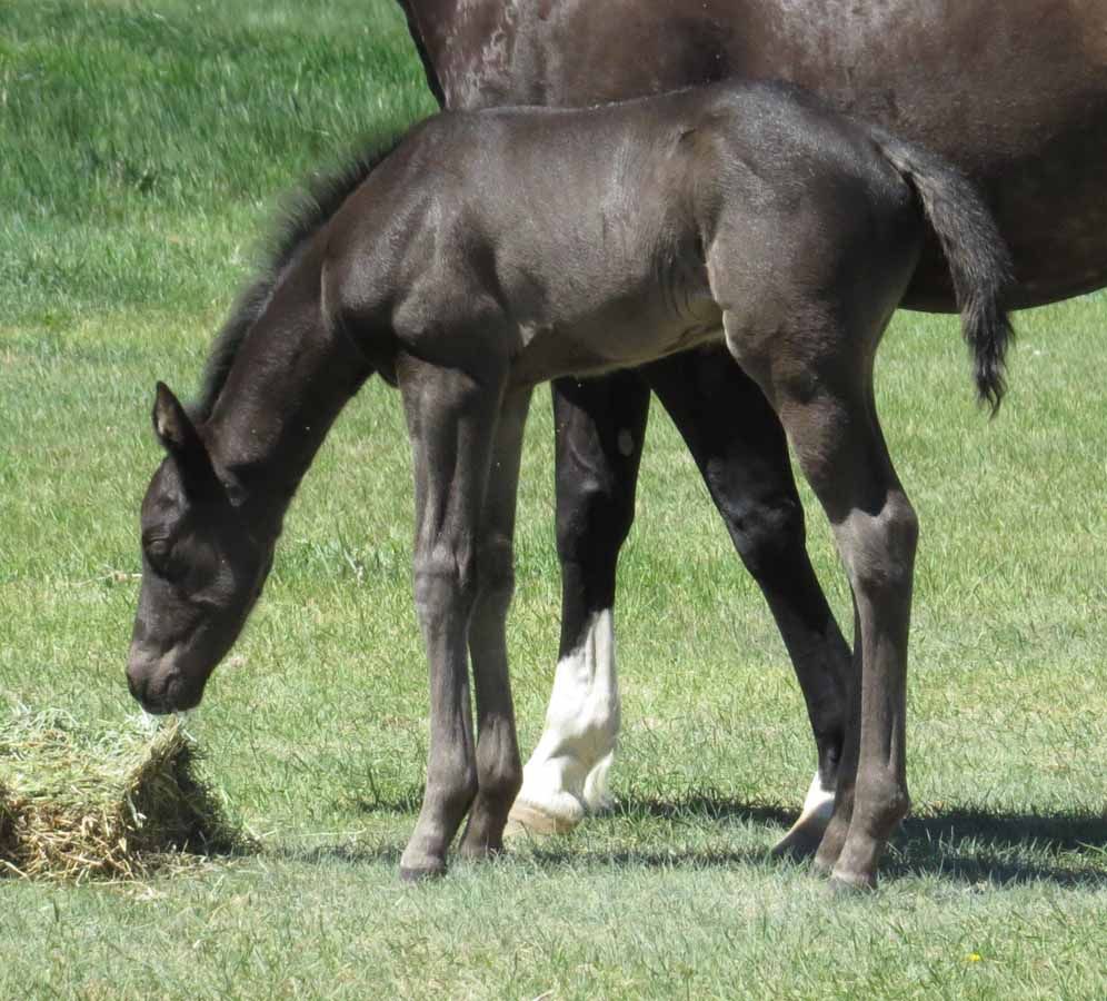 Dark brown foal grazing on grass beside an adult horse in a field