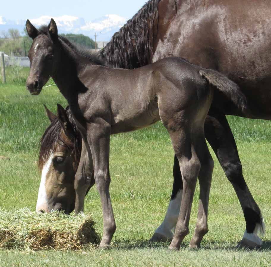 Brown foal standing beside a grazing black horse in a green pasture