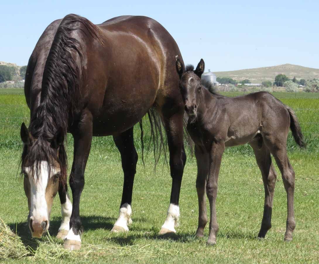 A brown mare and foal standing together on grass in a field