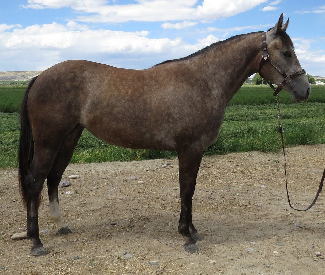 Brown horse standing on a dirt path with green fields and a cloudy sky in the background
