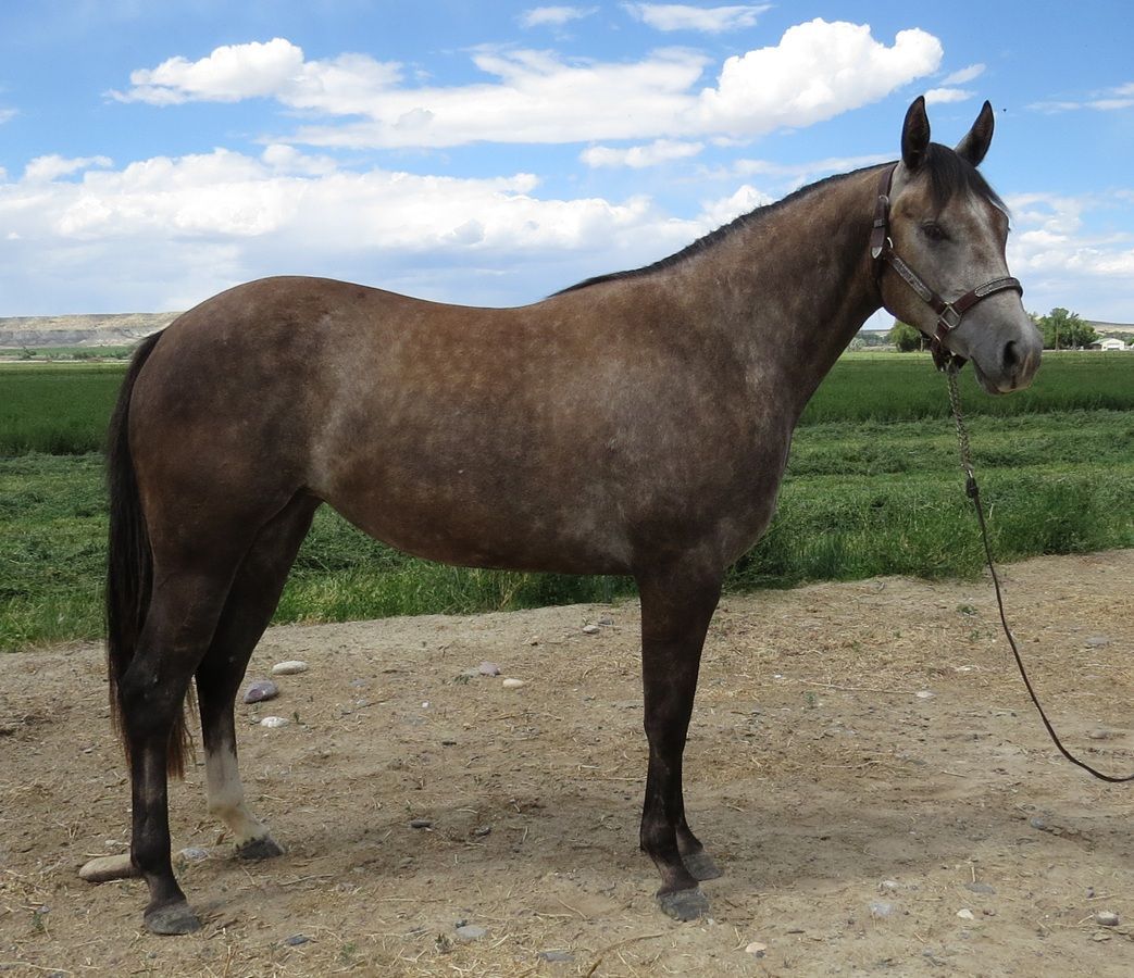Brown horse standing on a dirt road with green fields and cloudy sky in the background