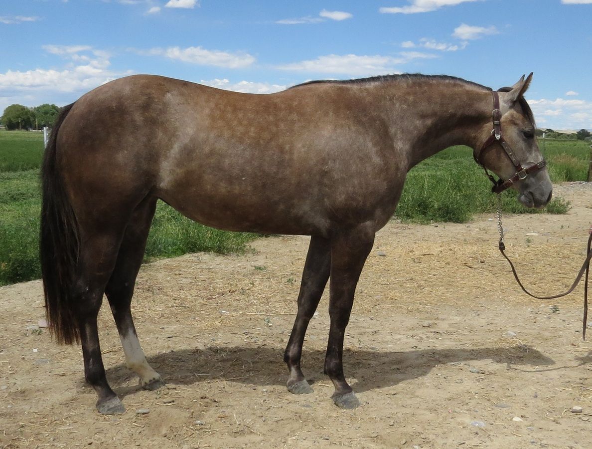 Brown horse standing in a dirt paddock, facing right, with a lead rope attached to its halter