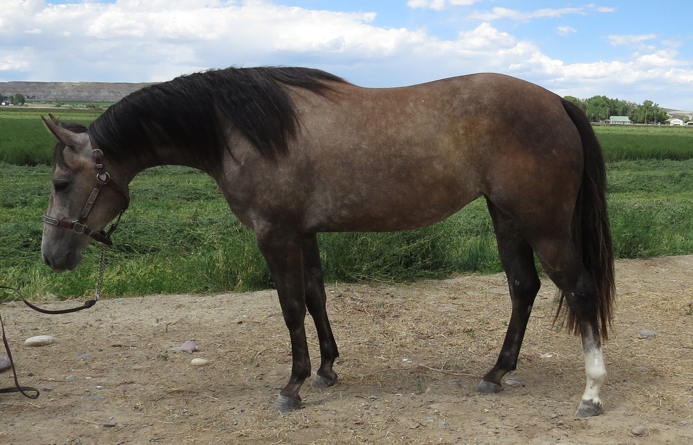 Brown horse standing on gravel beside green fields under a cloudy sky