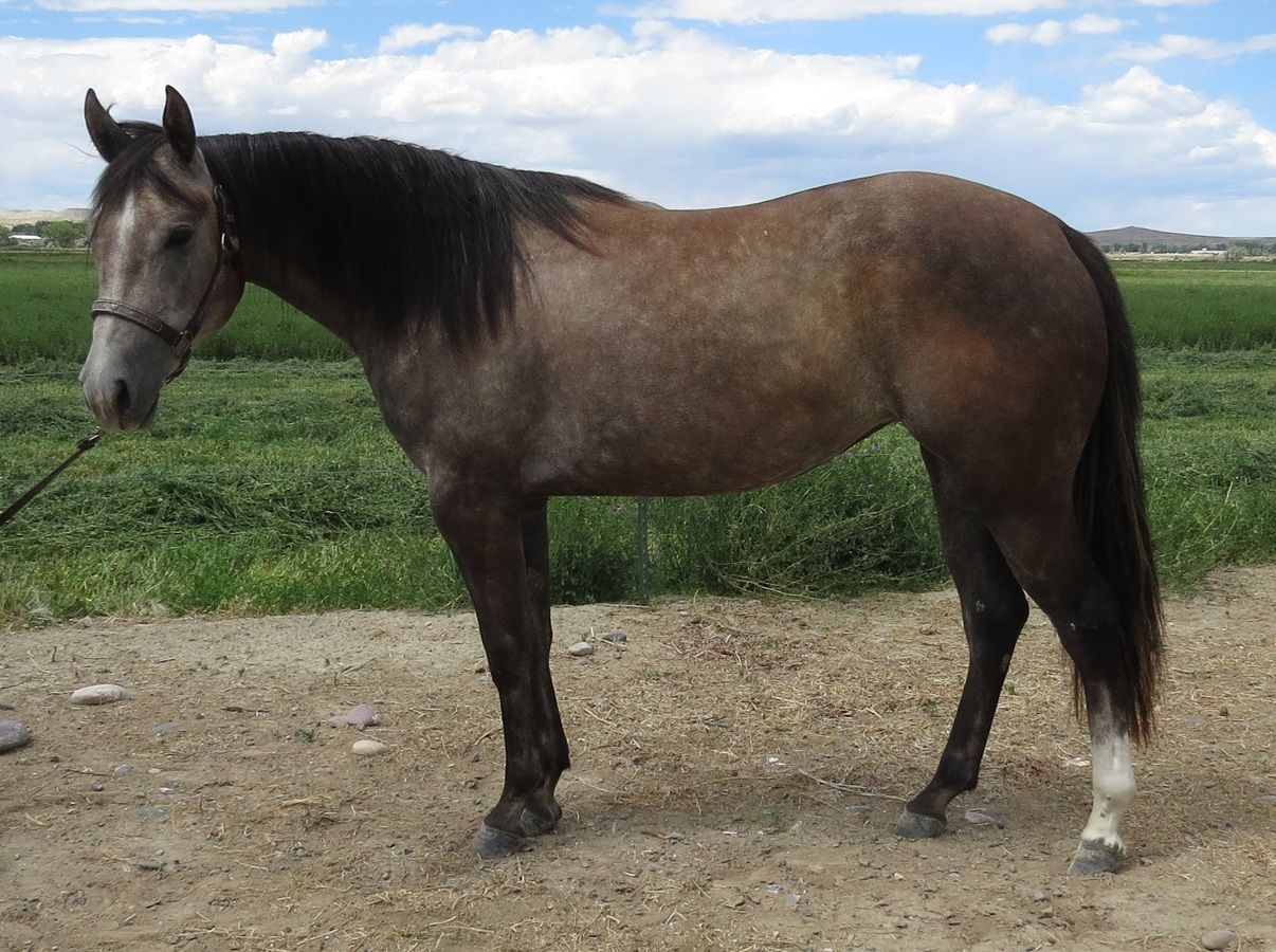 Brown horse standing on a dirt path beside a green field under a cloudy sky