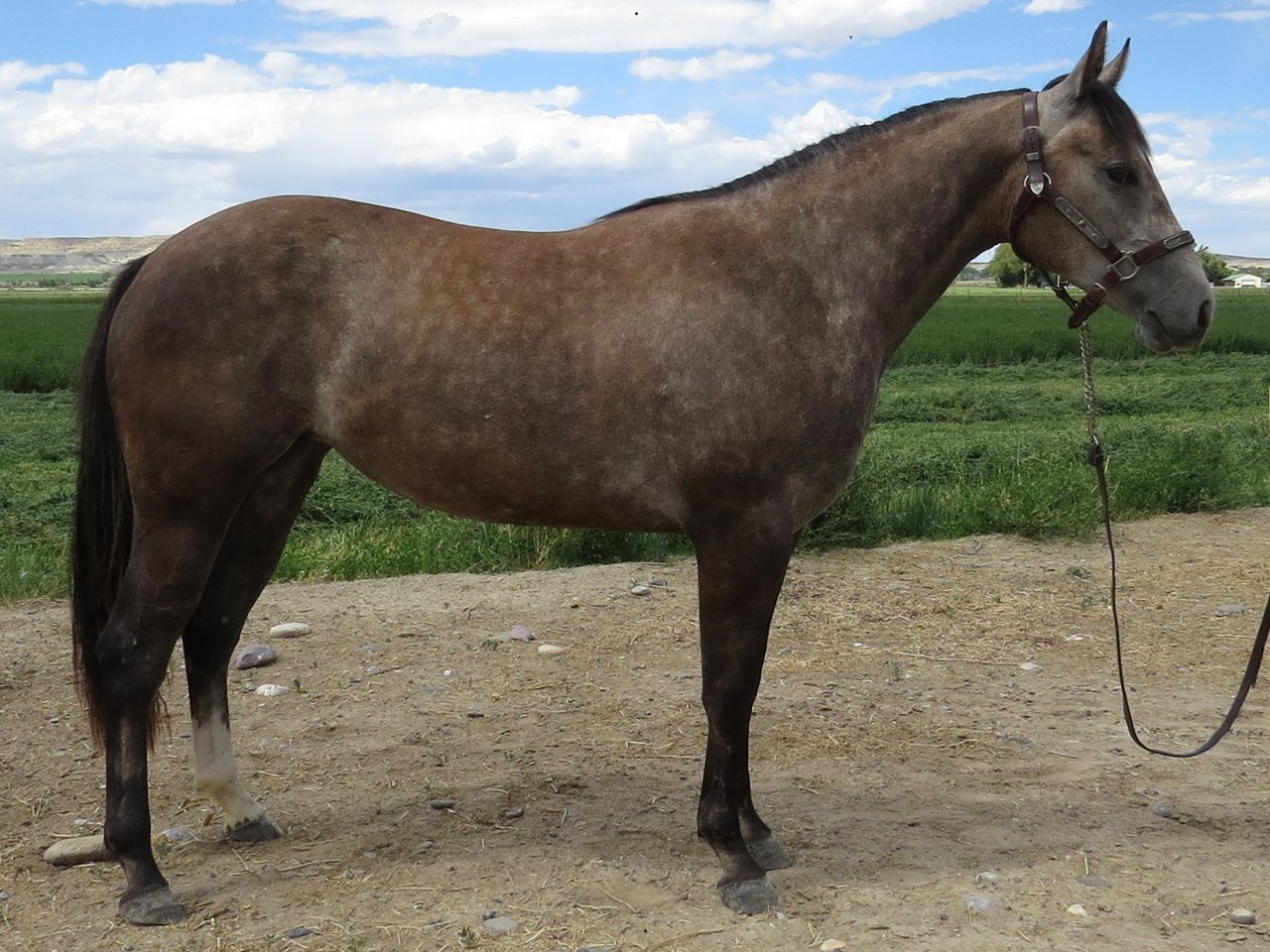 Brown horse standing on a dirt path in a grassy field under a cloudy sky
