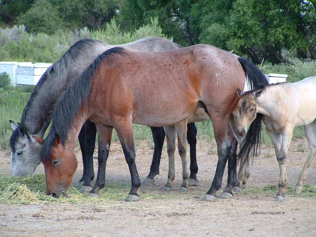 Horses grazing together in a grassy field, including brown, black, and white horses.