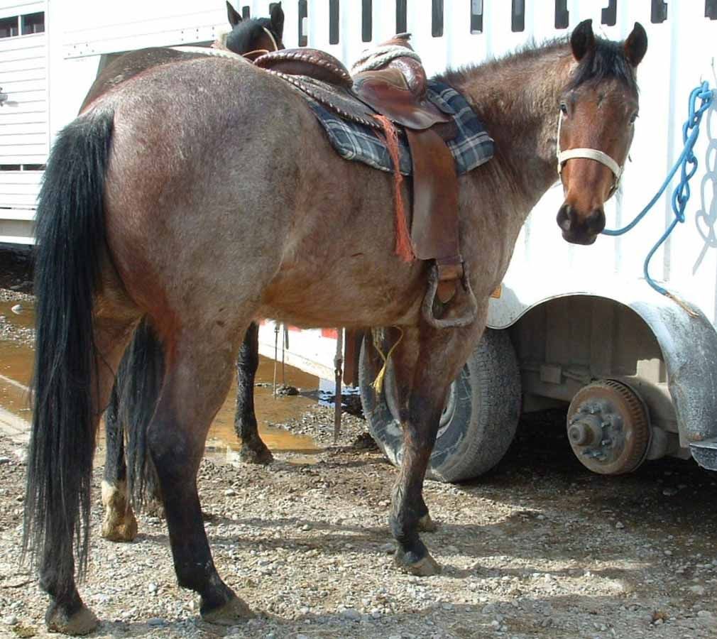 Brown horse saddled beside a white trailer, standing on gravel near another horse’s legs