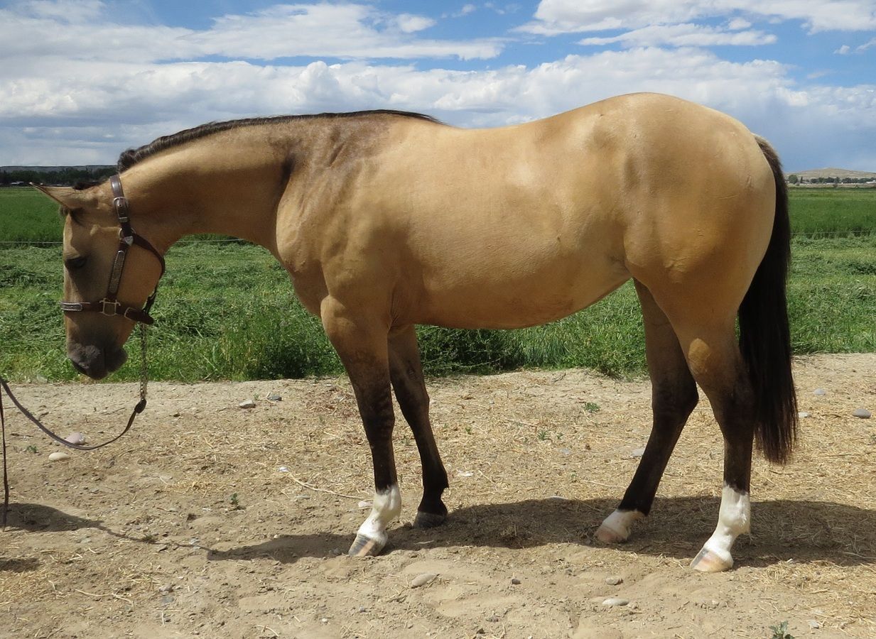 Tan horse standing on a dirt path beside green fields under a cloudy sky