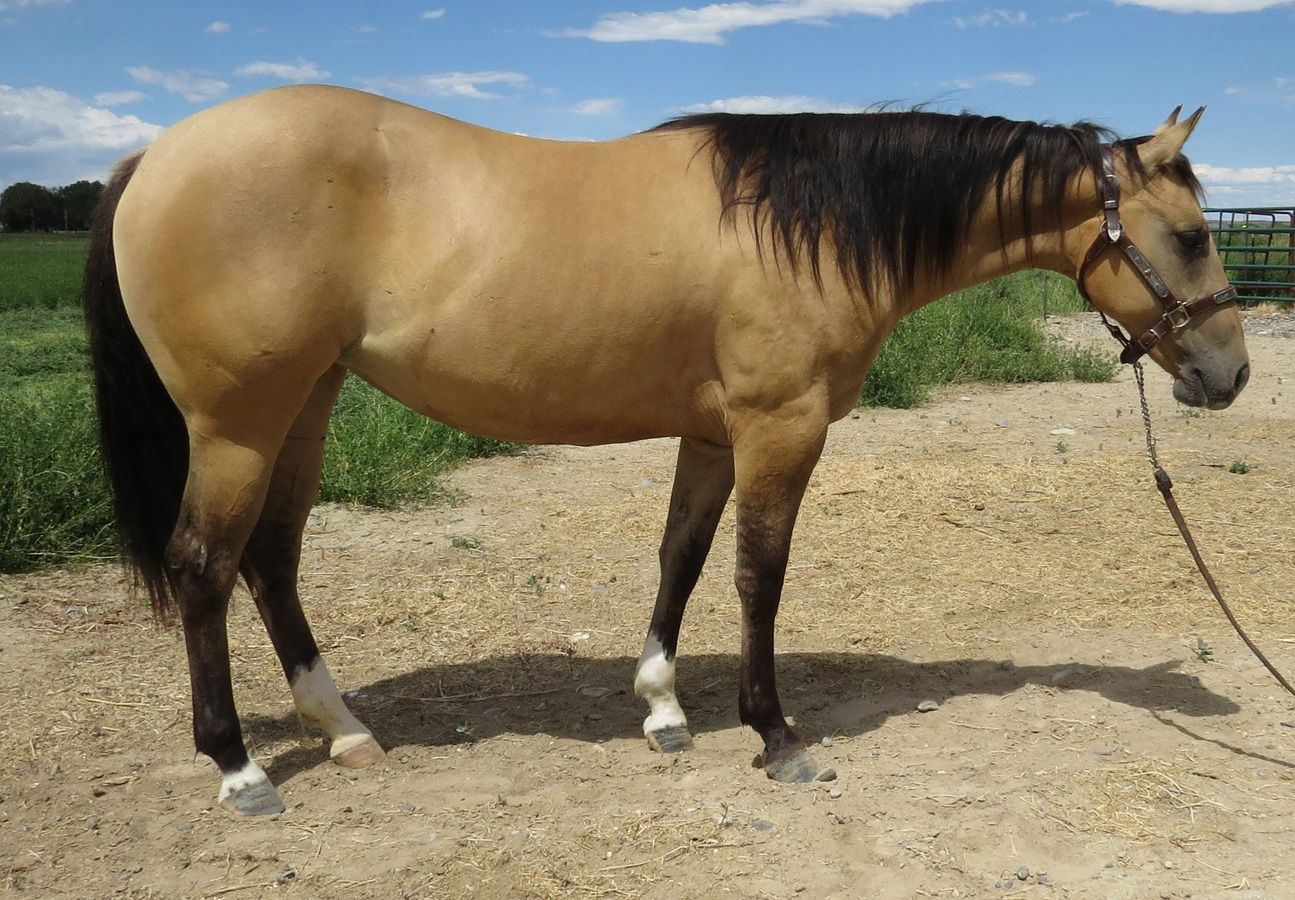 Buckskin horse standing on a dirt path, wearing a bridle, in a grassy field.