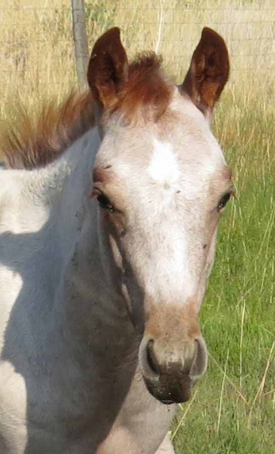 Close-up of a light gray horse with a white face standing in tall dry grass.