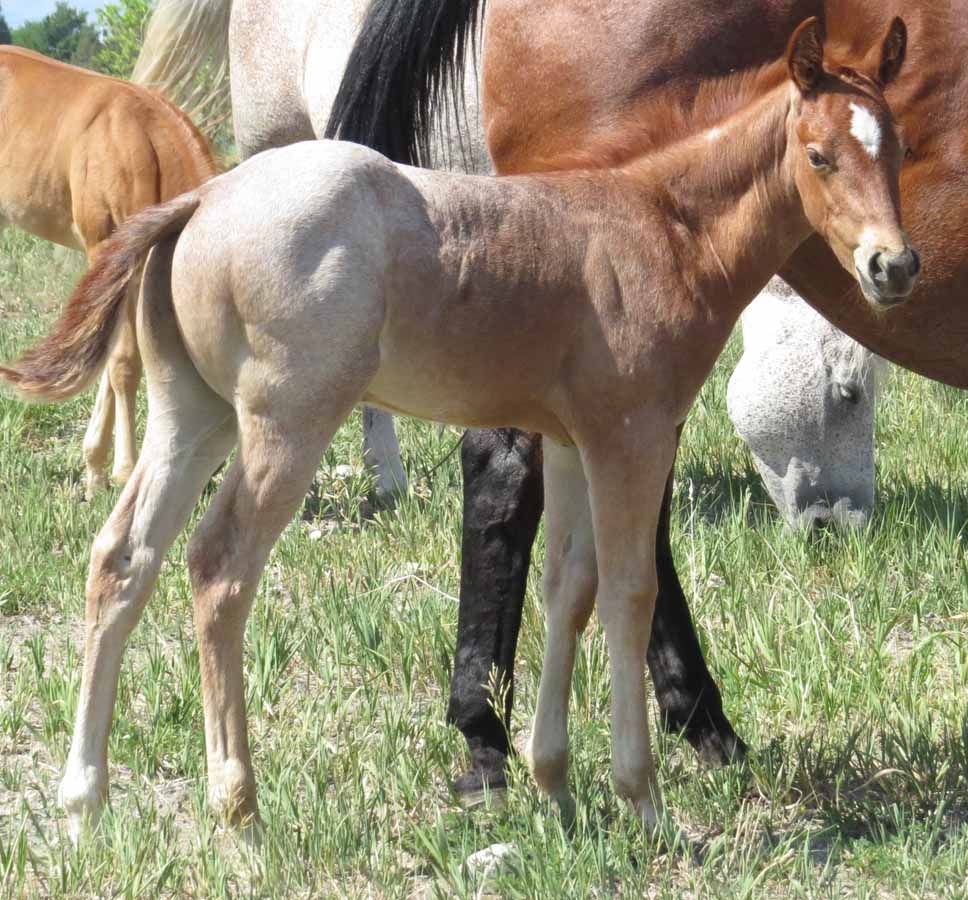 Young foal standing in grass among several horses, with a light brown coat and dark mane.