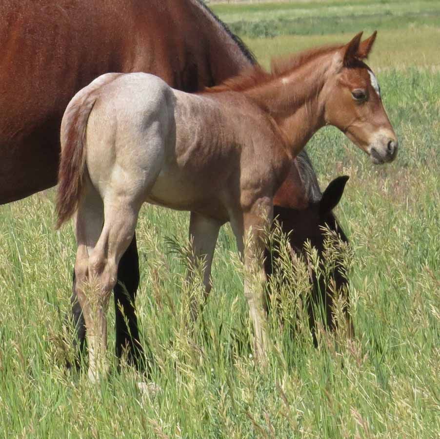 Mare and foal standing in tall green grass, grazing together outdoors.