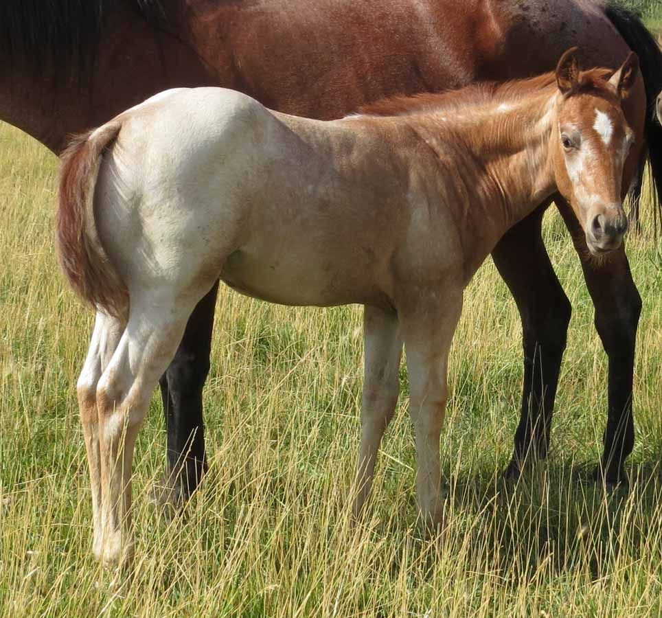 Tan foal standing in grass beside a brown horse
