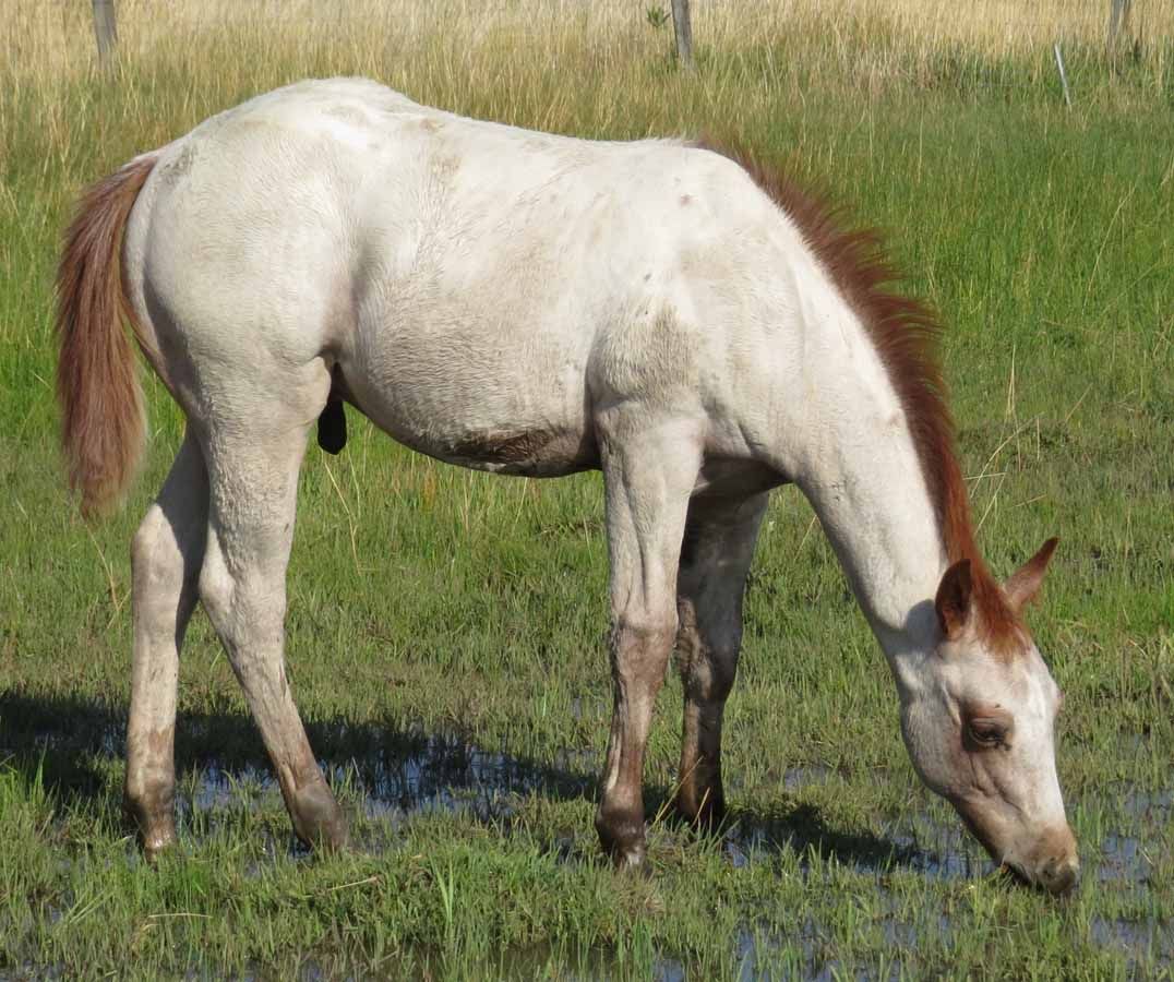 White horse grazing in a grassy field with its head down near a muddy puddle
