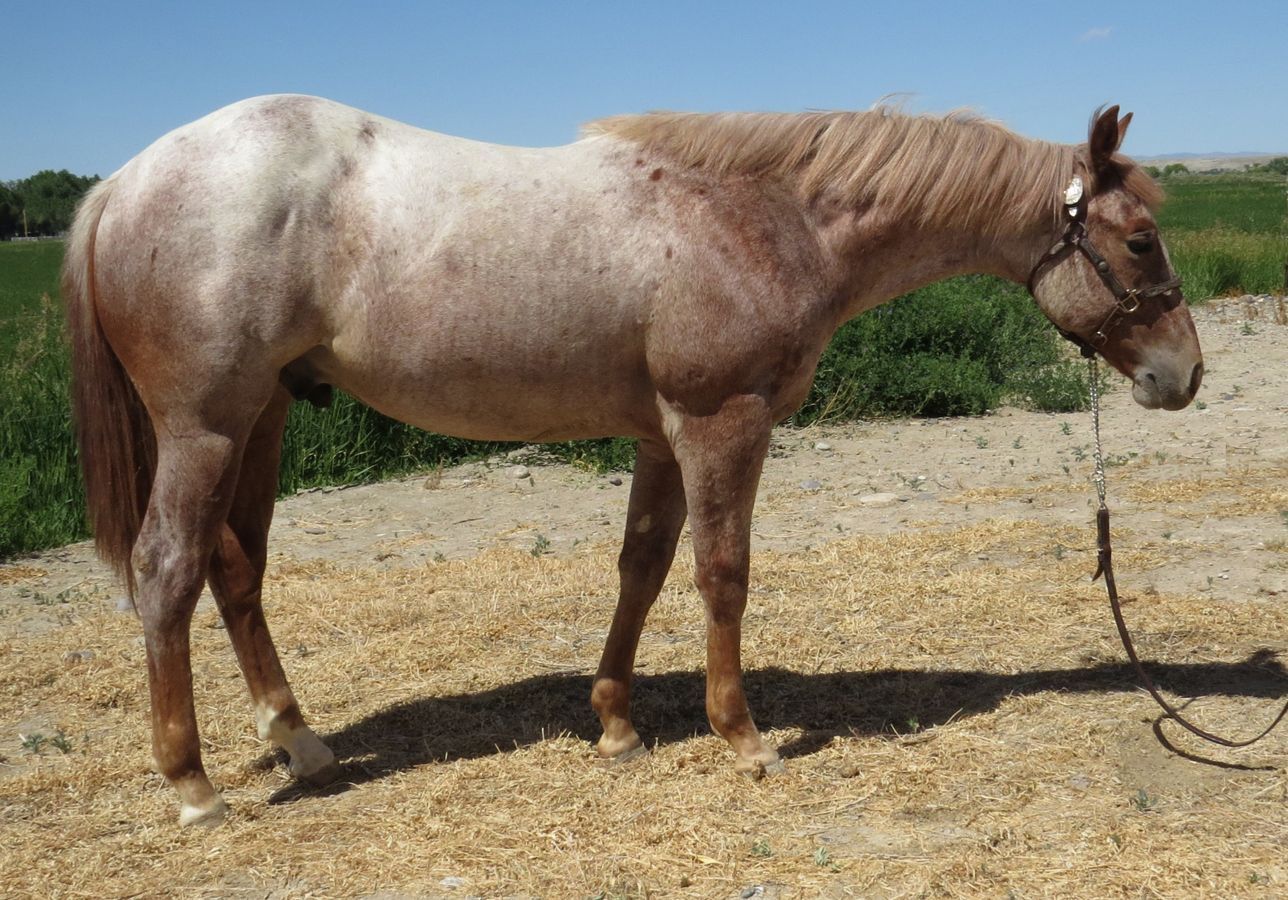 Light brown horse with a halter standing on dry ground outdoors