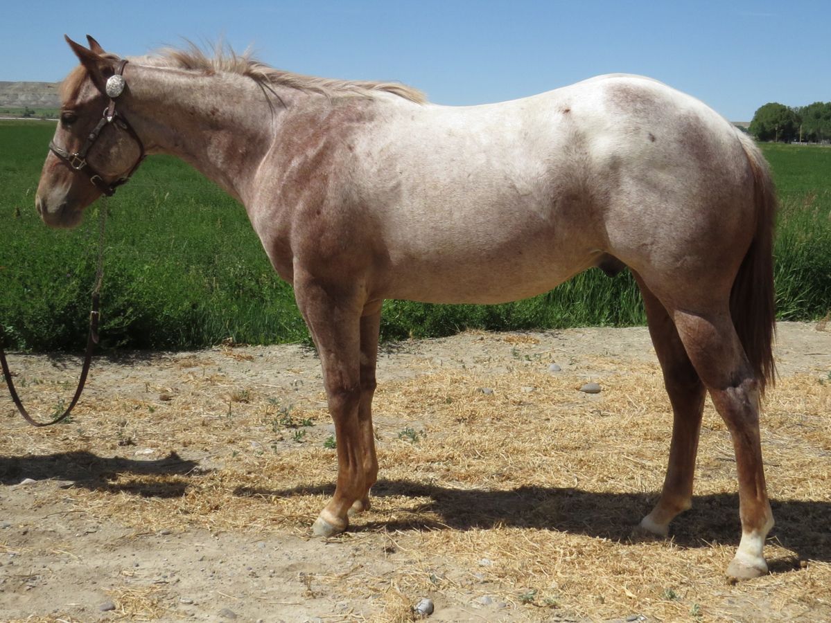Light tan horse standing on dry ground beside green fields under a clear sky