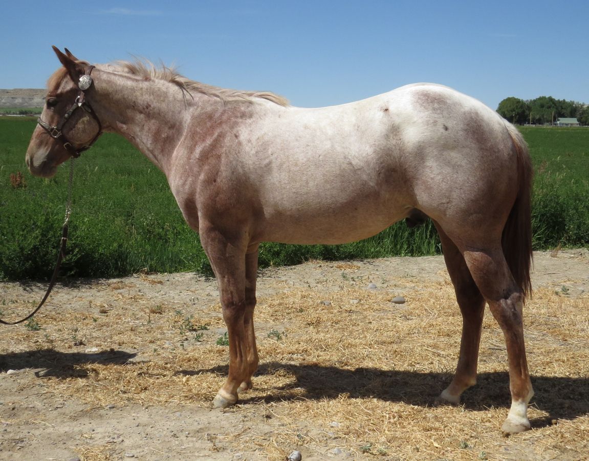A light brown horse stands in a dry field under a blue sky.