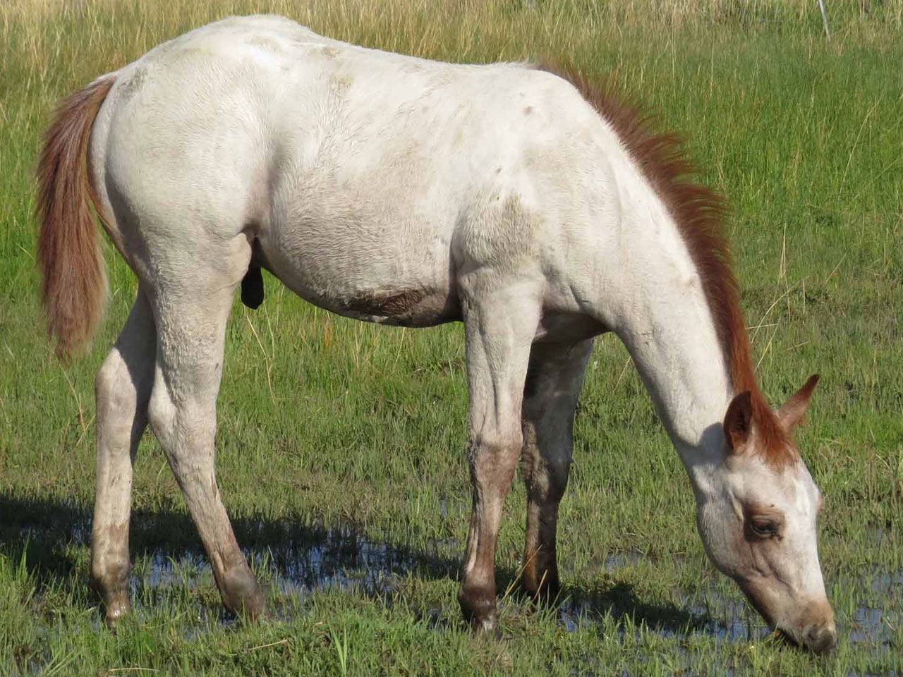 ranch-riding-prospects-for-sale