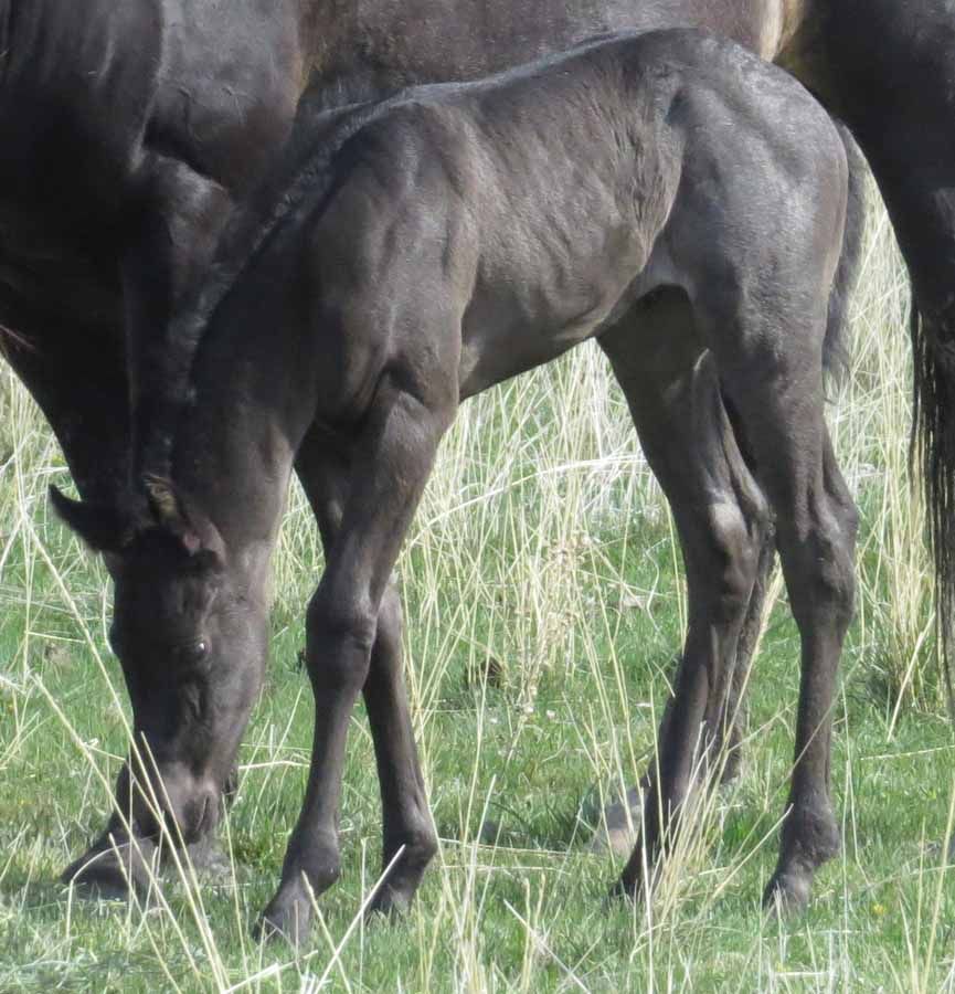 Black horse grazing in tall green grass outdoors