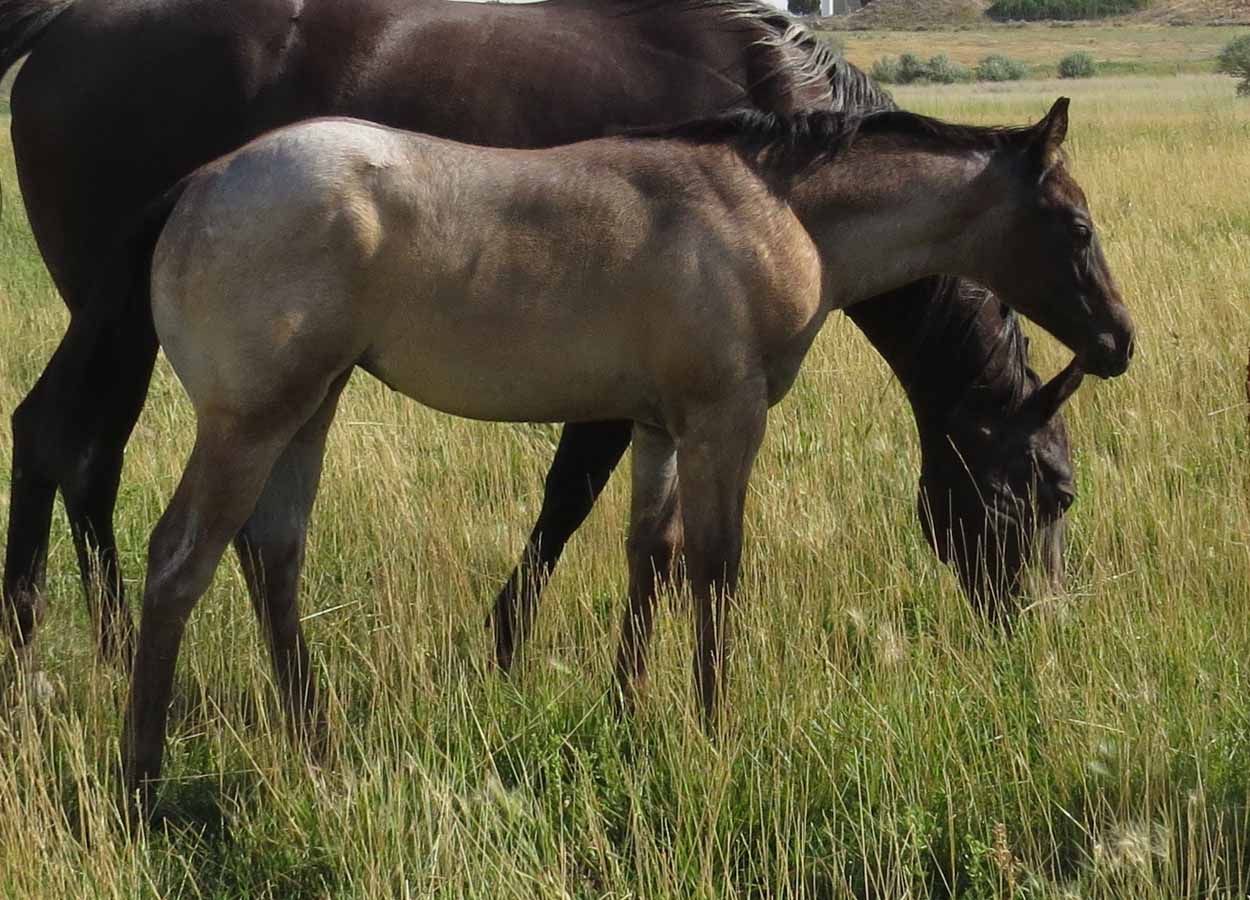 Brown horse grazing beside a darker horse in a grassy field