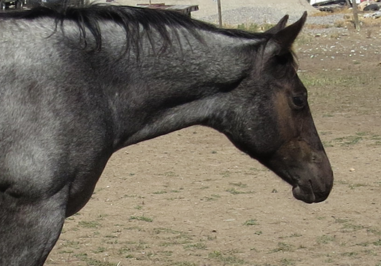 Close-up of a gray horse in profile standing on a dirt field