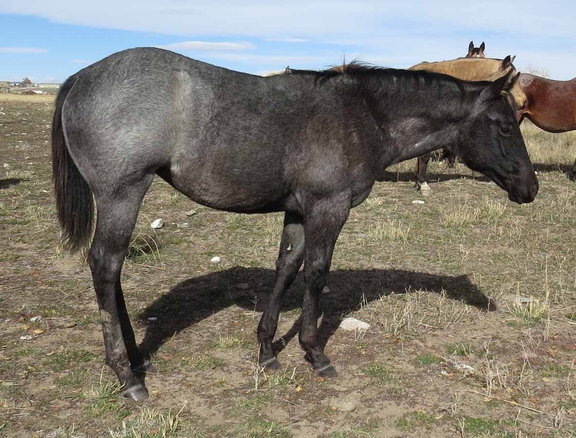 Black horse standing in a grassy field under a clear sky