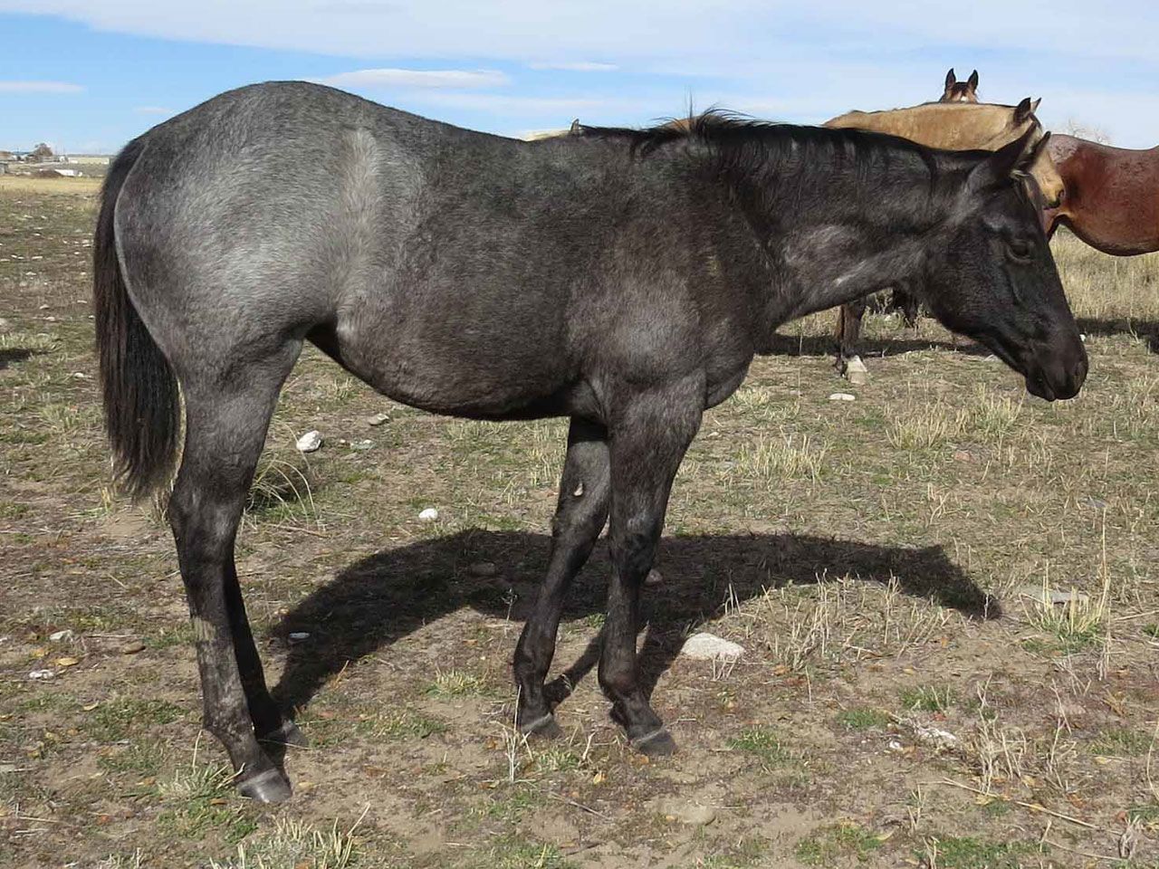 ranch-riding-prospects-for-sale