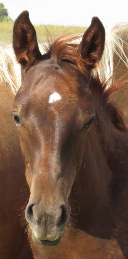Close-up of a brown horse with a white forehead mark, standing in a grassy field.