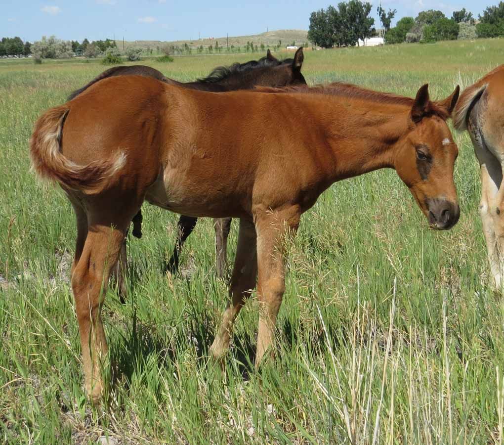Brown horse grazing in a grassy field, with another horse partially visible behind it.
