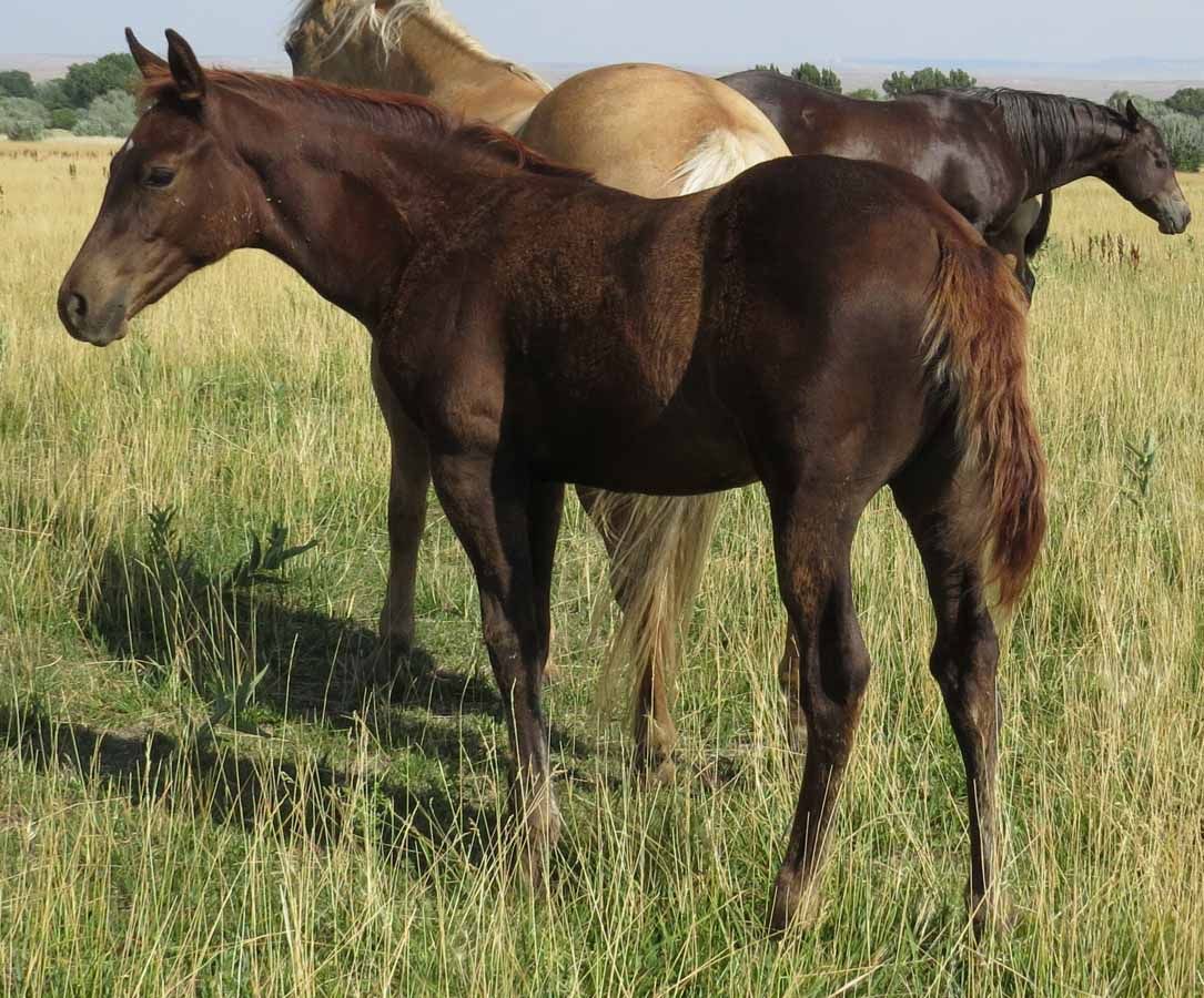 Brown horse standing in a grassy field with two other horses behind it