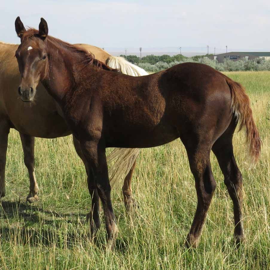 Two horses standing in a grassy field, one brown and one light tan.