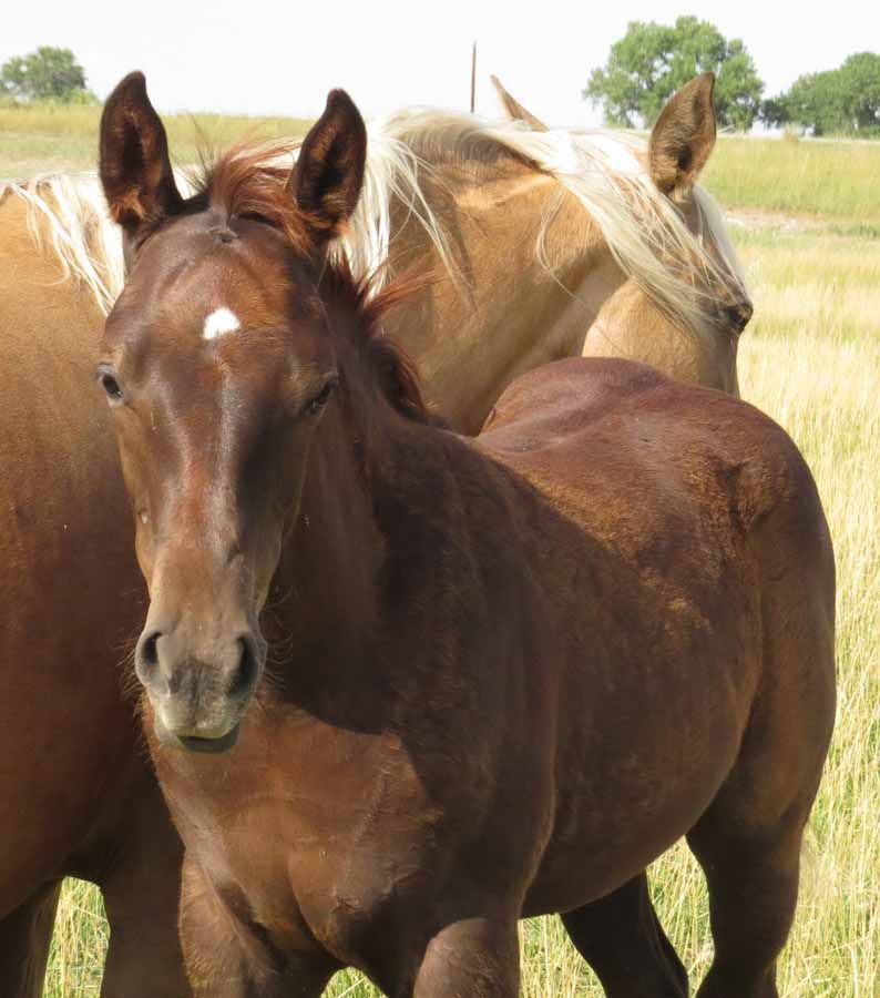 Two horses standing in a grassy field, one brown in front and one tan behind.