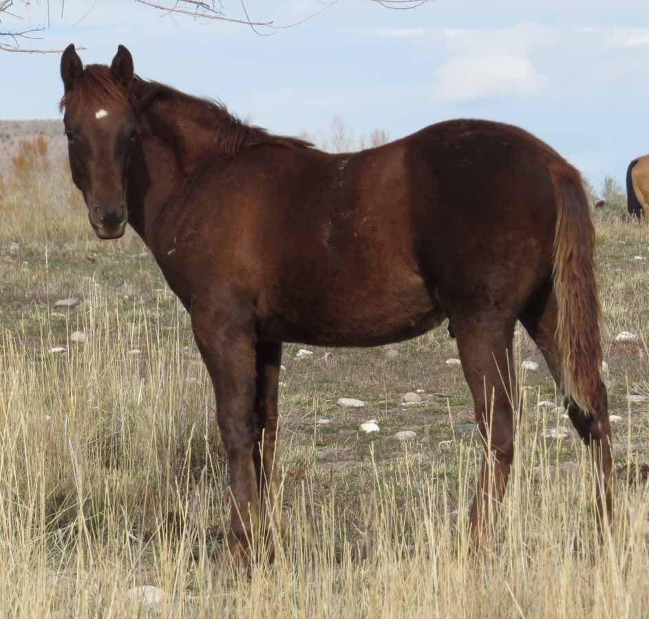 Dark brown horse standing in a grassy field under a clear sky
